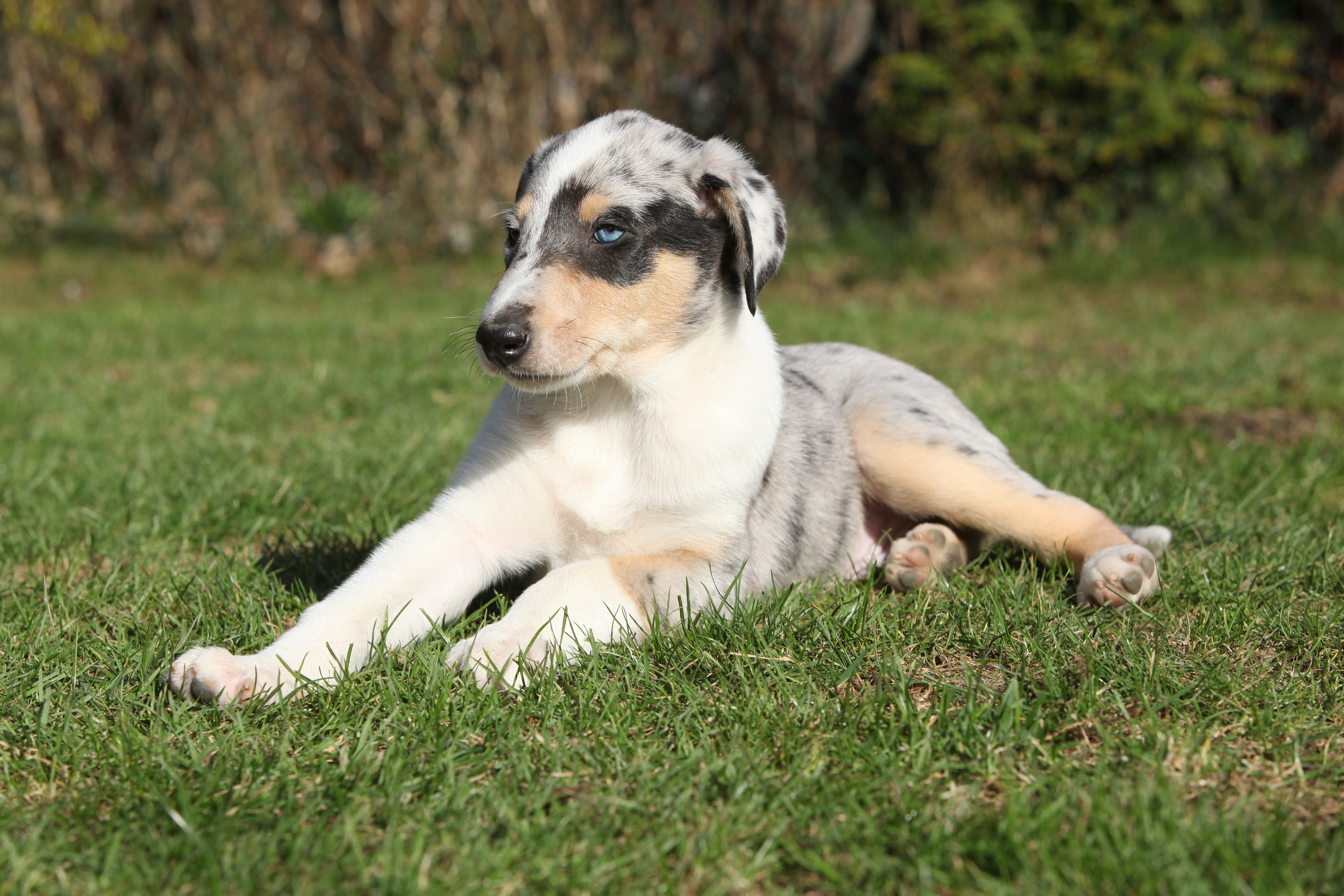 A blue merle Smooth Collie puppy with striking blue eyes lies on the grass in a sunny garden.