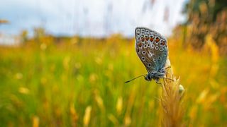 Butterfly on a blade of grass with blurred grasses in the background 
