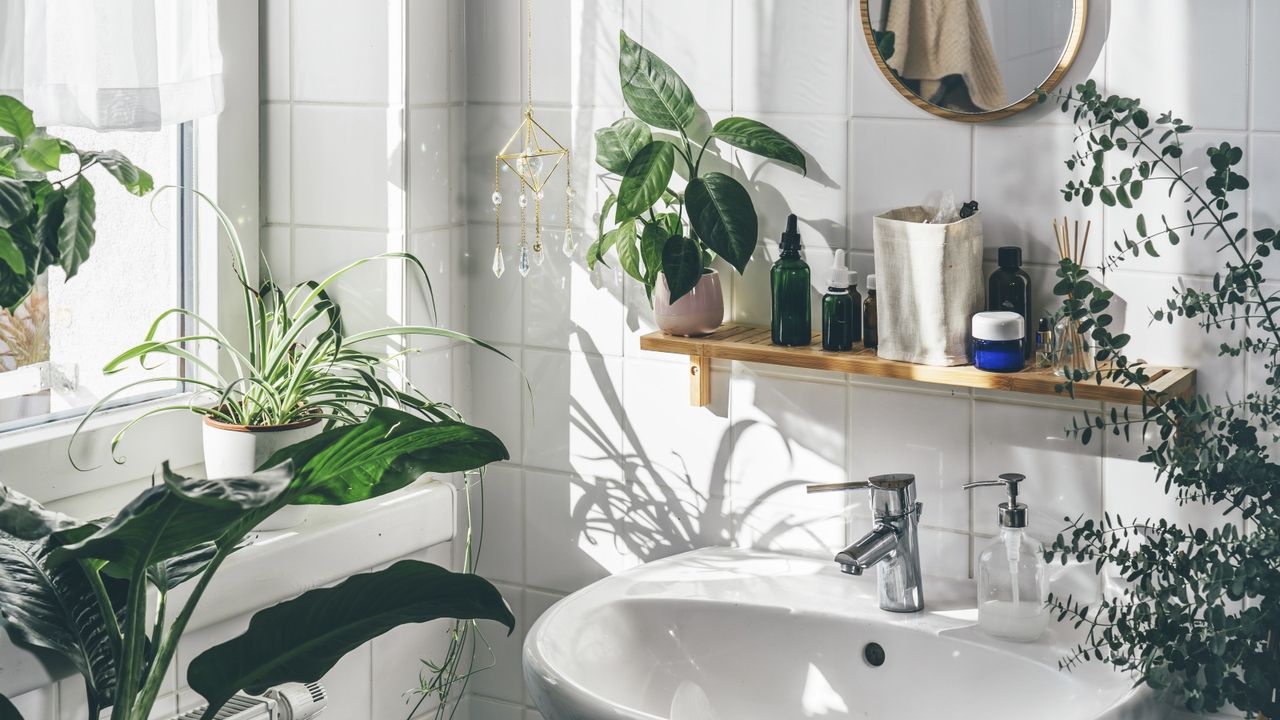 Houseplants that absorb moisture