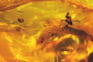 Insect in amber