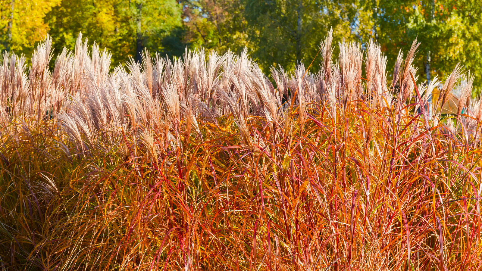 Maiden grass in fall