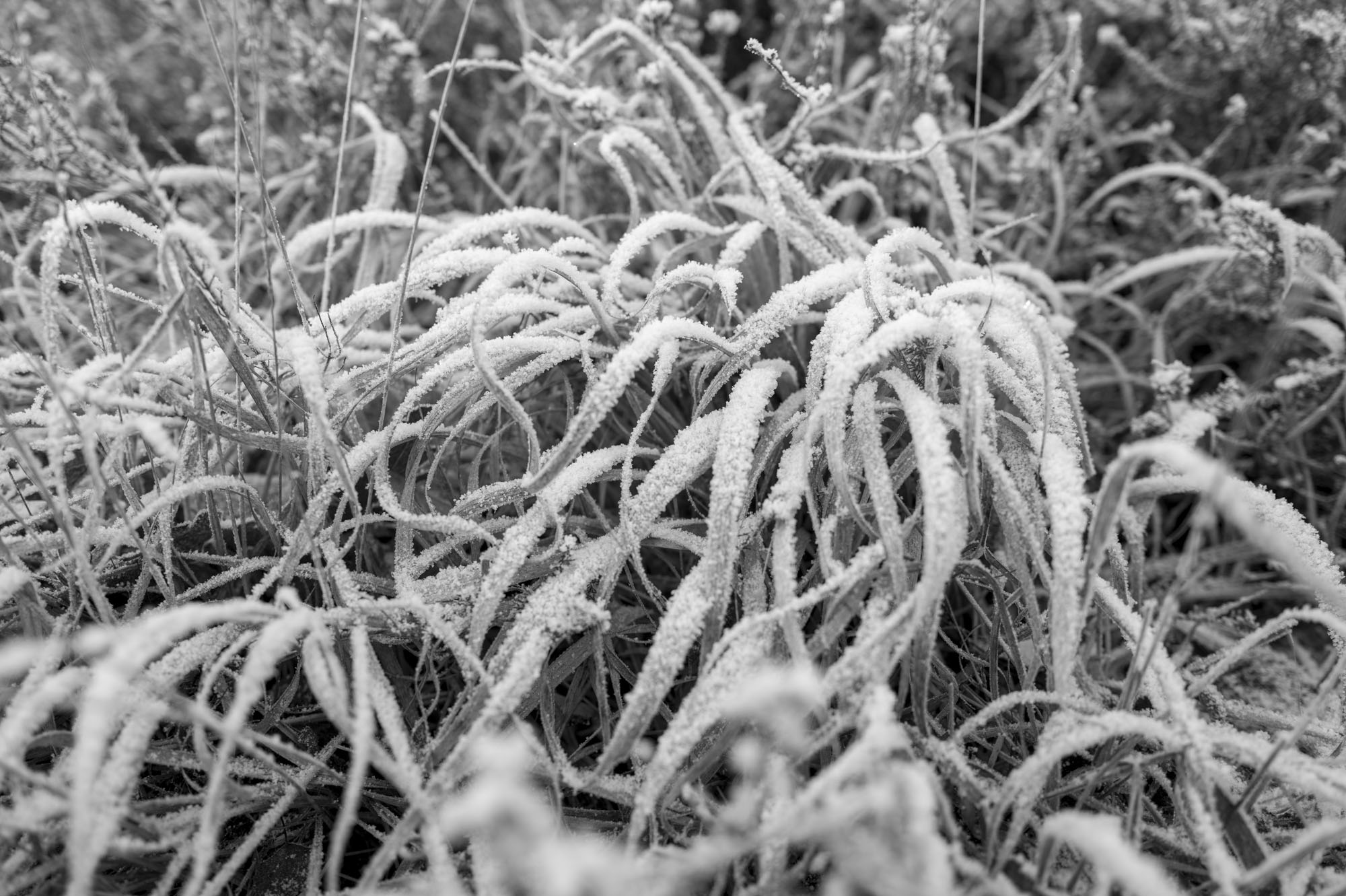 Leica Q3 Monochrom sample gallery: closeup of frost-covered grass