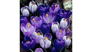 Hirt's blue moon crocus bulbs