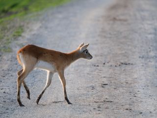 A small deer crossing a road