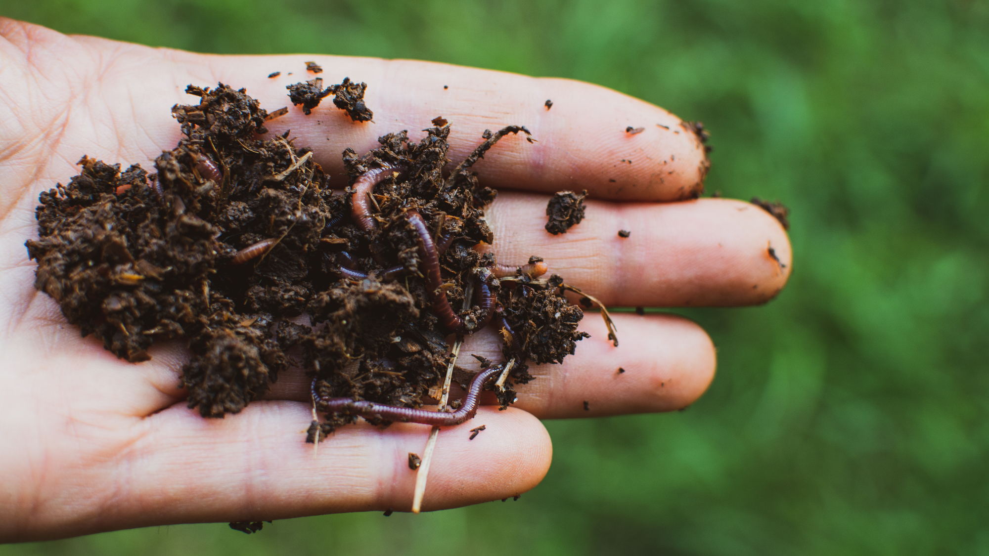 hand holding worms and compost