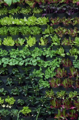 Salad grown in pockets on a living wall