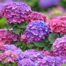 Blooming hydrangea in the garden, in shades of pink, purple and blue