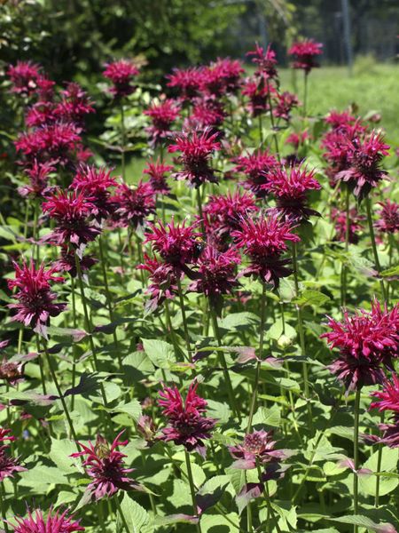 Monarda Plants