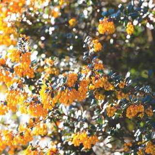 Orange berberis berries growing on berberis plant