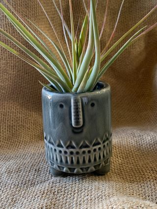 tiny face planter
