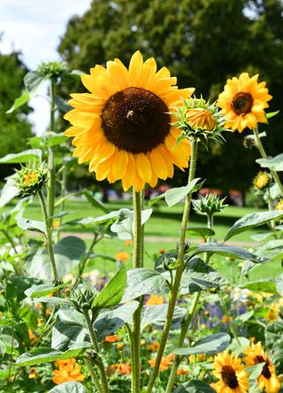 Sunflowers