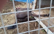 horse under trailer