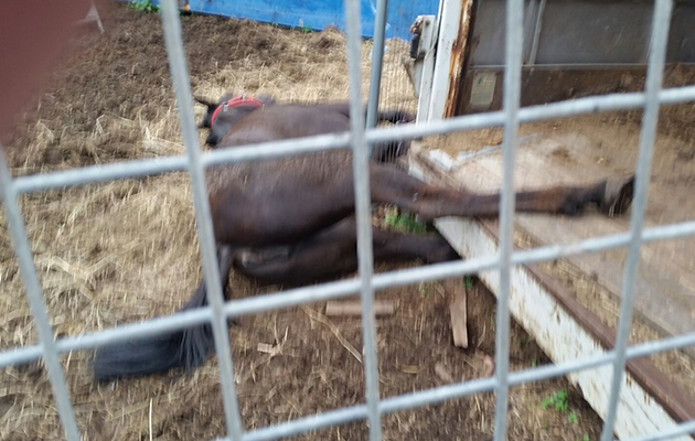 horse under trailer
