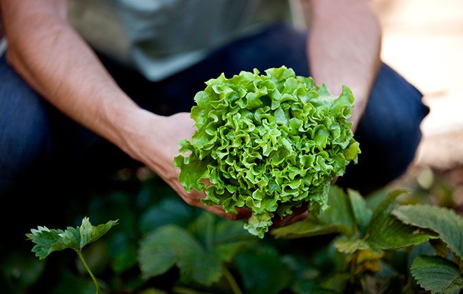 A man picking a lettuce