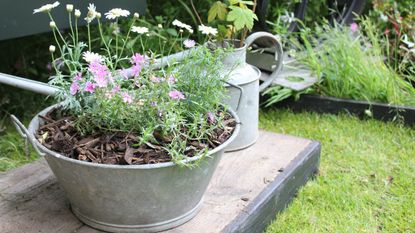 A metal watering can sat alongside a pot of flowers at RHS Chelsea Flower Show