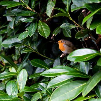 A robin sitting in a laurel hedge