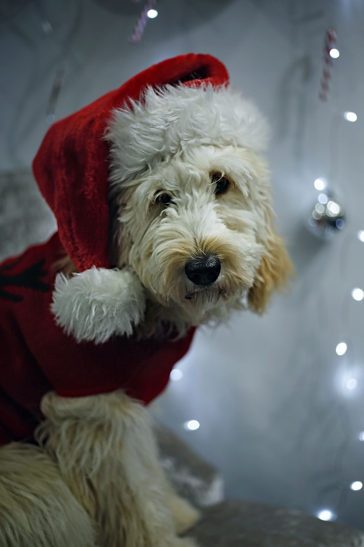 Goldendoodle festive photoshoot bokeh christmas lights santa hat