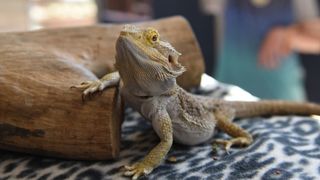 Bearded dragon lying on blanket and climbing on log