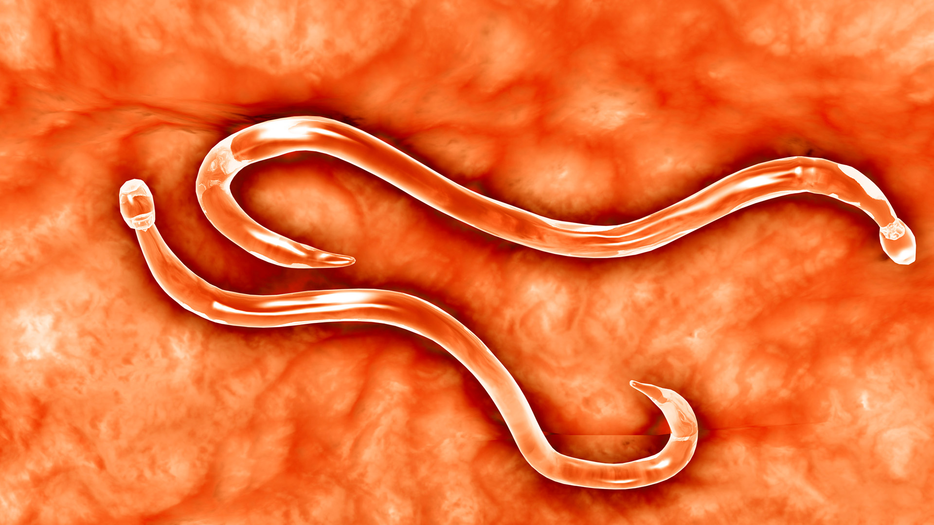 A close up of two translucent worms against an orange background