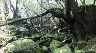 Primordial forest is the attraction on Yakushima. Image: CC0 Creative Commons