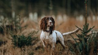 English Springer Spaniel