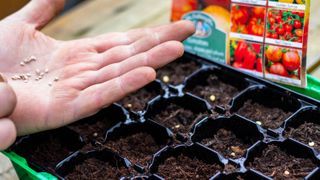 Planting tomato seedlings in soil
