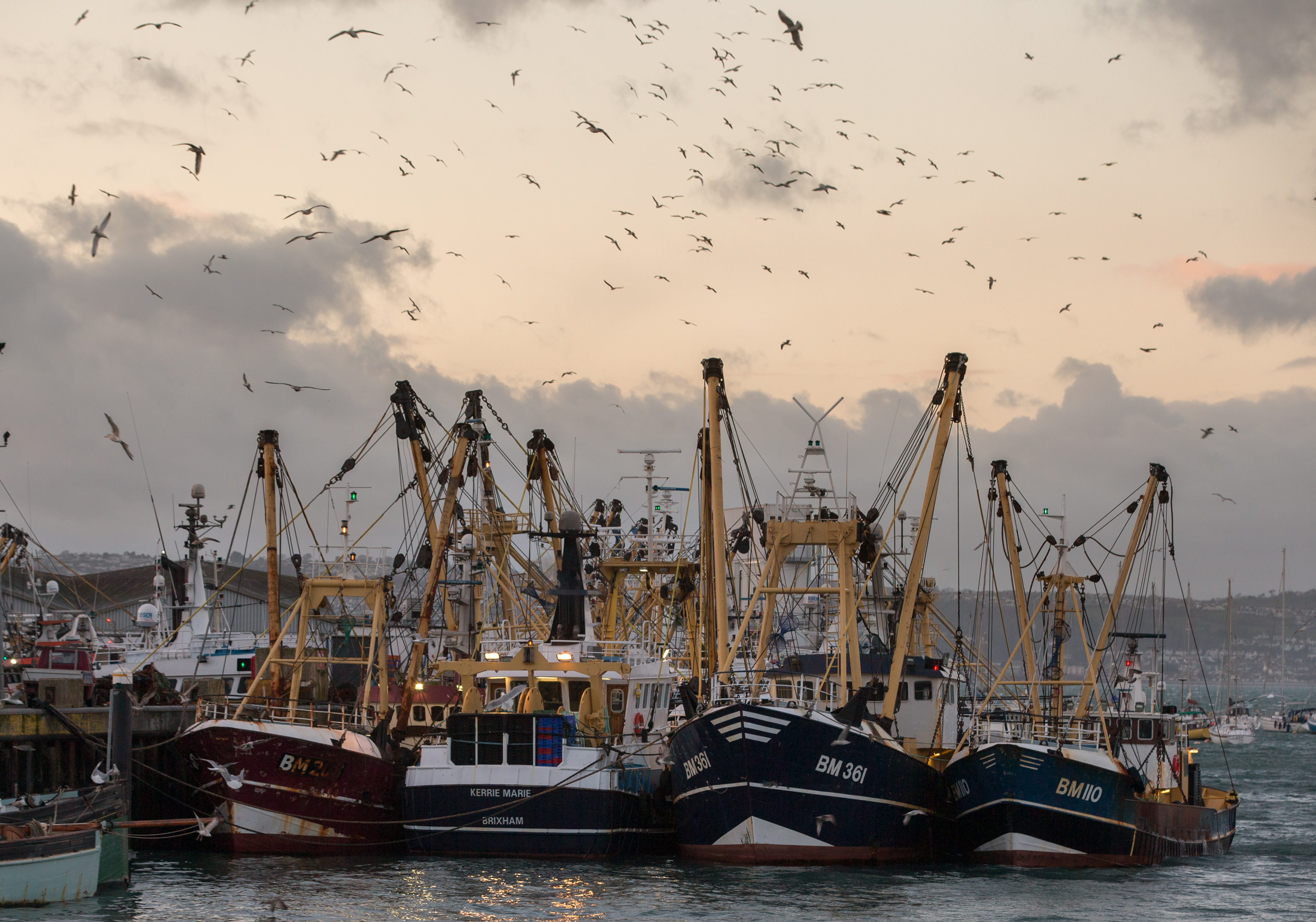 Fishing boats moored in a line in Devon surrounded by gulls