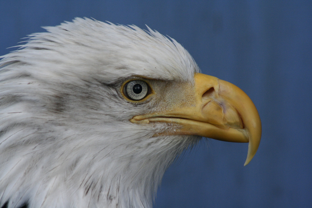 Inspired by the eyes of hawks, eagles and other birds of prey, NASA scientists invented technology that was eventually developed into sunglasses that block harmful ultraviolet radiation. 