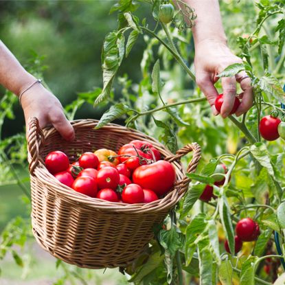 woman's hands picking tomatoes in garden