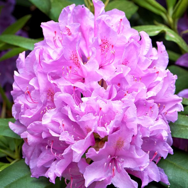 Boursault Rhododendron - #2 Container