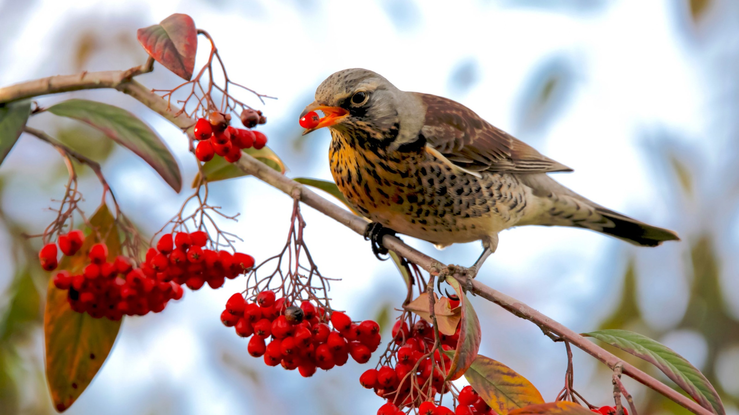 rowan tree with bird