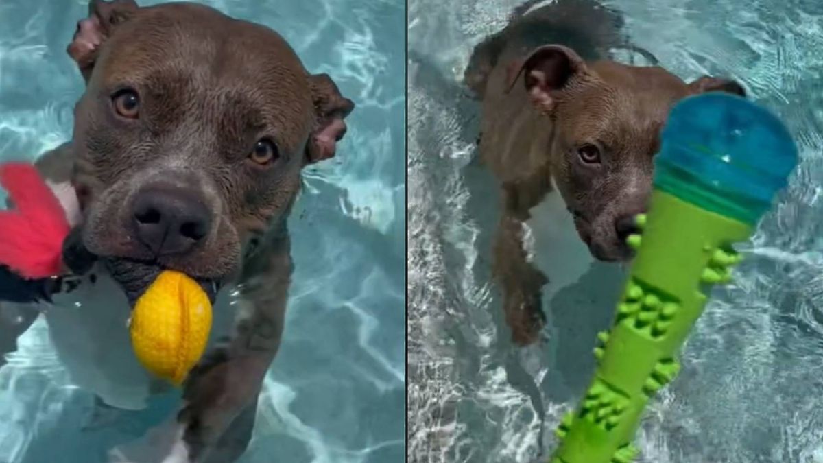 Footage of Pearl the Pit Bull swimming in the pool has charmed the Internet