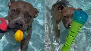 Footage of Pearl the Pit Bull swimming in the pool has charmed the Internet