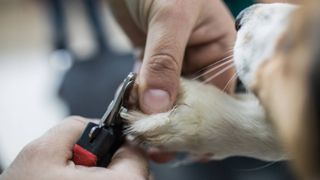 How to use guillotine dog nail clippers