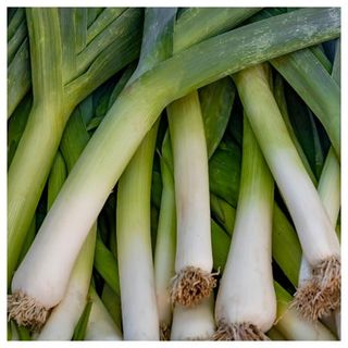 Everwilde Farms - 1 Oz Giant Musselburg Leek Seeds - Gold Vault Bulk Seed Packet