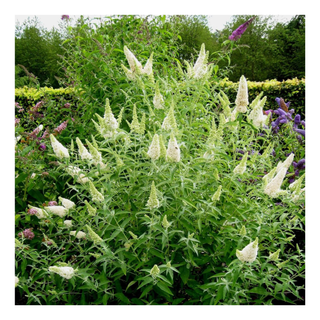 A white buddleia (butterfly bush) shrub