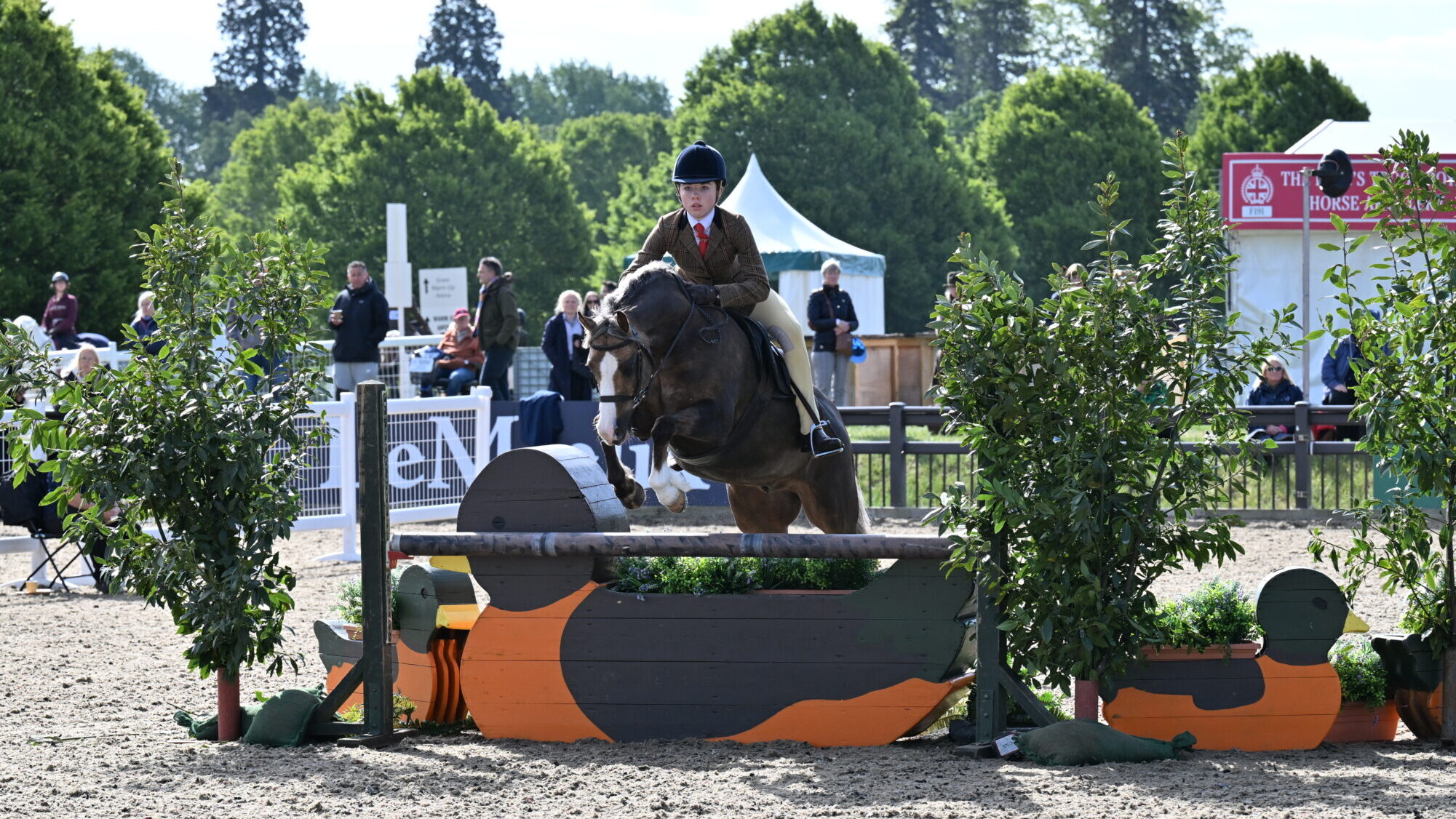 Maisie Kerry Oates and Cadlanvalley Royal Bronze jump to victory in the 2026 Windsor M&amp;M WHP championship