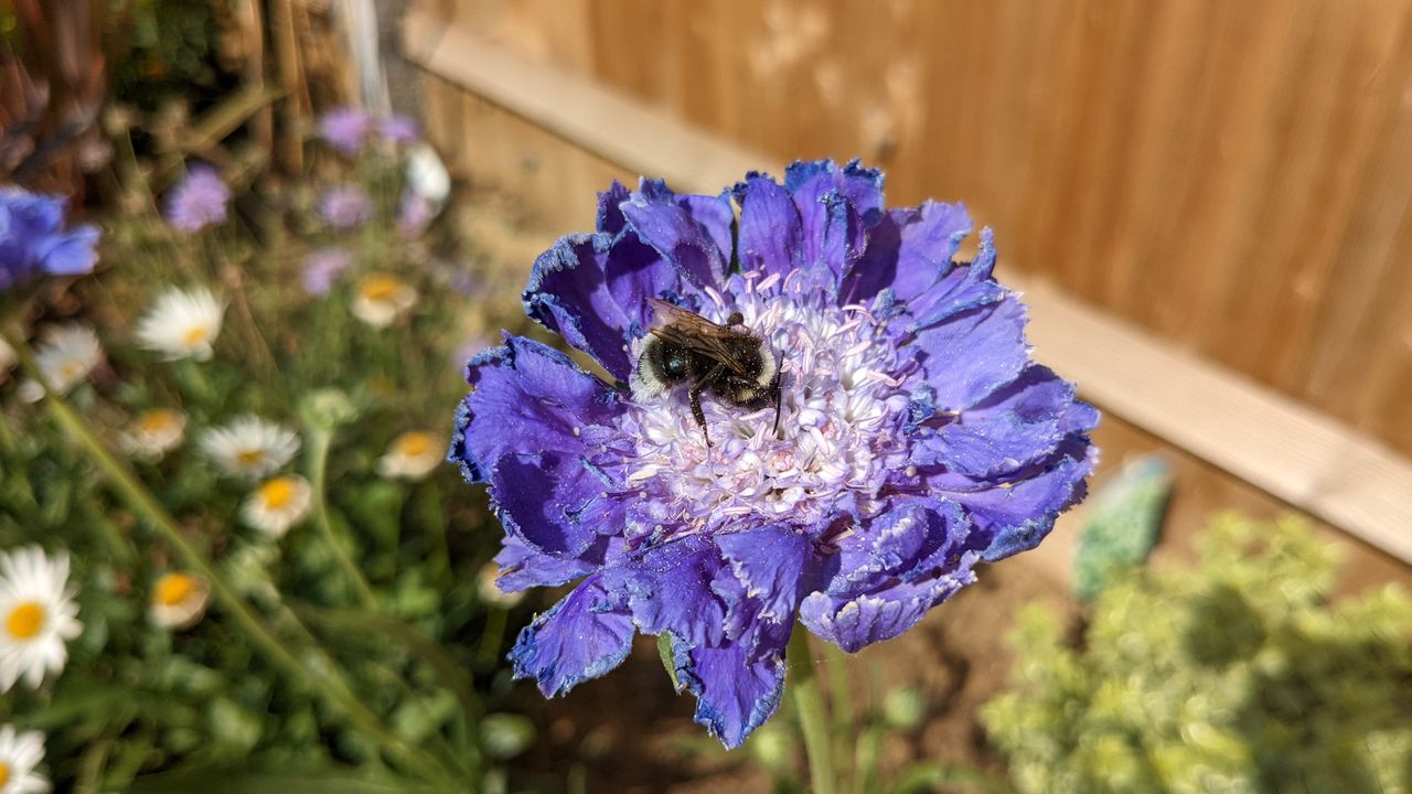 Google Pixel 6a review sample image