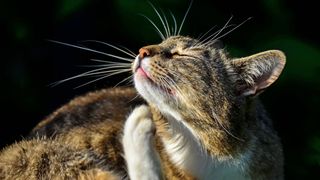 flea life cycle - a cat scratching