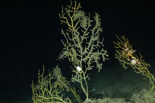 Colonies of damaged coral with other sea creatures