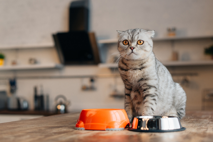 Grey cat with cat food bowls