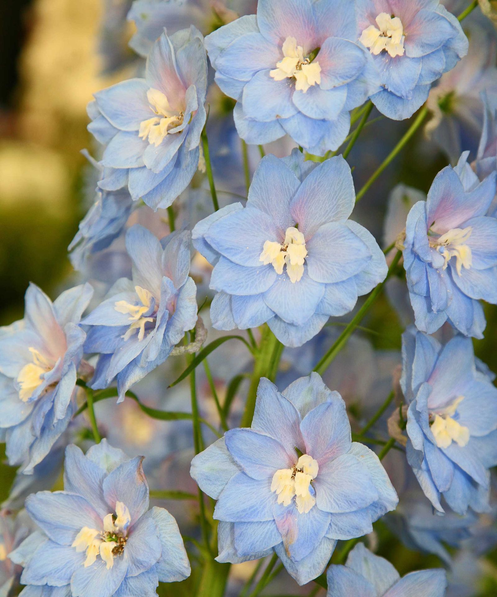 Types of delphiniums: 14 beautiful varieties for your garden | Gardeningetc