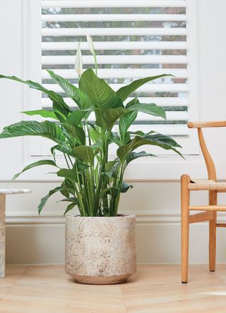 peace lily in ceramic pot with chair