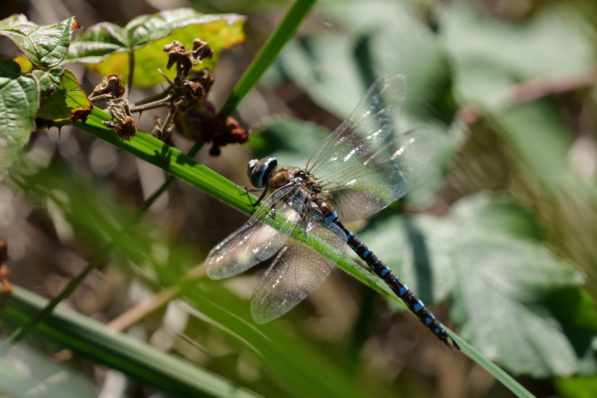 Dragonfly perched on a green strand of grass