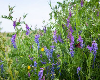 When to sow wildflower seeds: expert tips to get it right | Gardeningetc