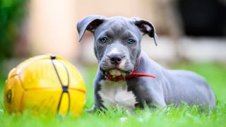American Staffordshire Terrier puppy lying on grass