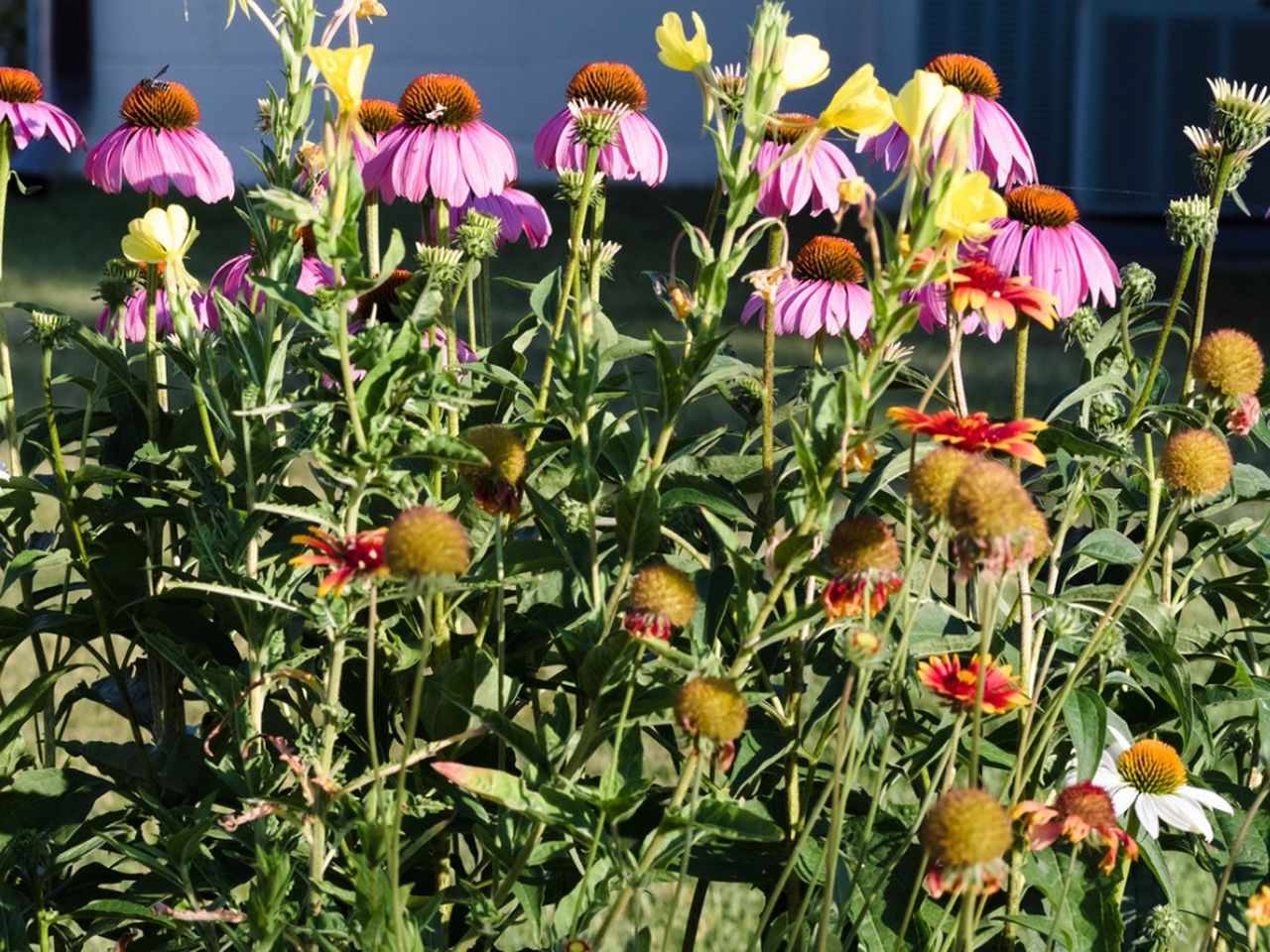 Several Gaillardia Flowers