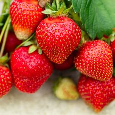 red strawberry fruits at harvest