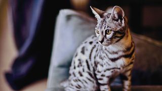 Bengal cat sitting on couch