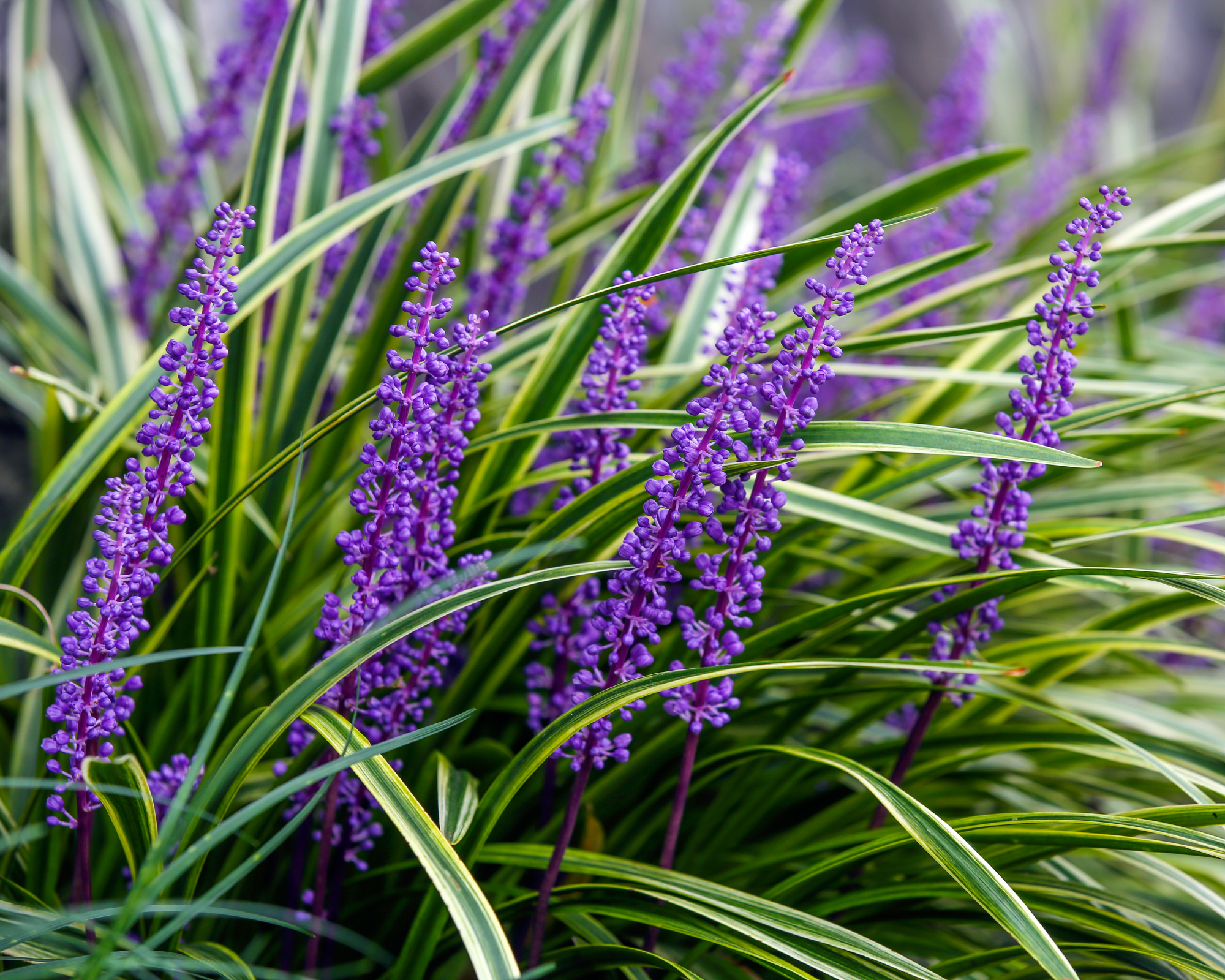purple liriope